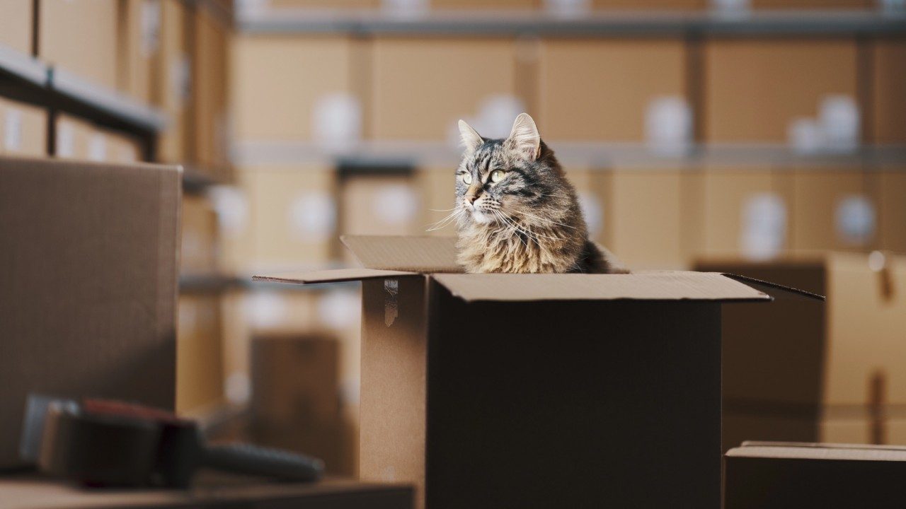 Cat in a packing box